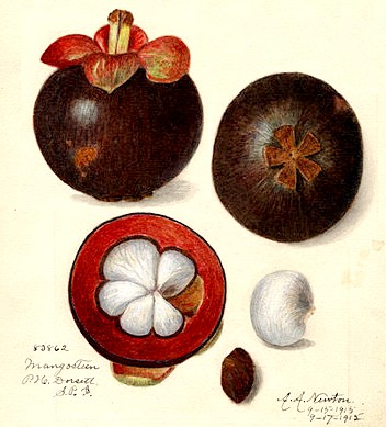 Mangosteen Fruit